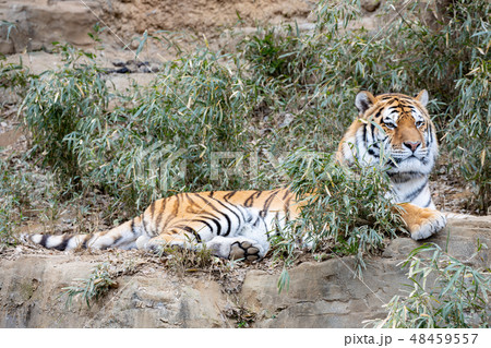 多摩動物公園,アムールトラ 48459557