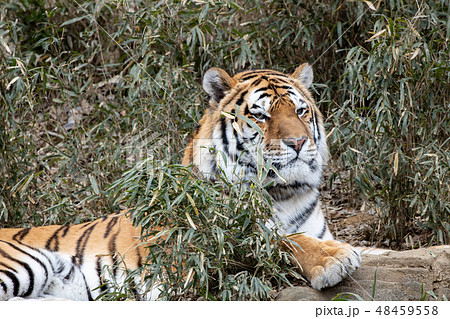 多摩動物公園,アムールトラ 多摩動物公園,アムールトラ 48459558