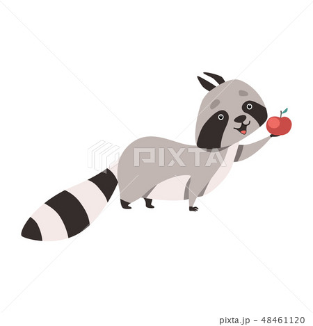 Cute Raccoon Holding Apple, Funny Humanized Grey Coon Animal Character Vector Illustration 48461120