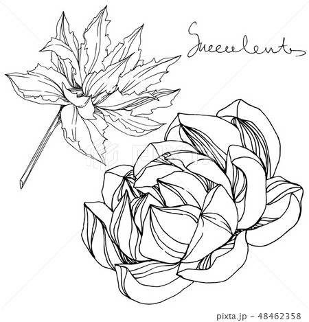 Vector Jungle botanical succulent flower. Black and white engraved ink art. Isolated succulents 48462358