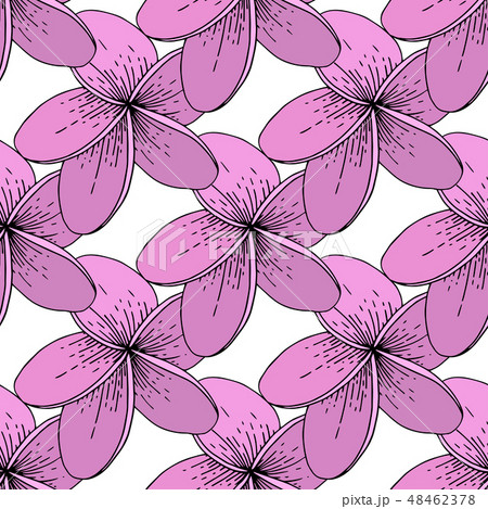 Vector Hibiscus floral tropical flowers. Engraved ink art on white background. Seamless background Vector Hibiscus floral tropical flowers. Engraved ink art on white background. Seamless background 48462378