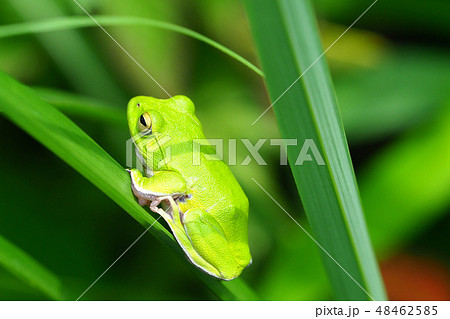 シュレーゲルアオガエル シュレーゲルアオガエル 48462585