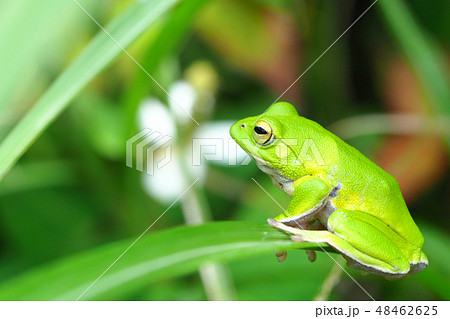 シュレーゲルアオガエル 48462625