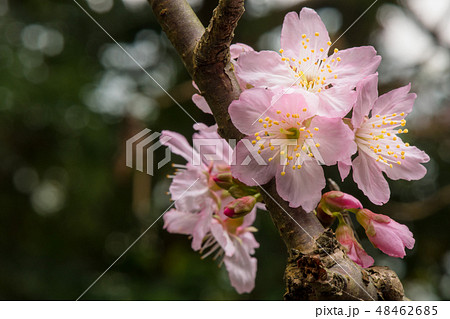 咲くピンクの桜 ,ボケ背景 春 48462685