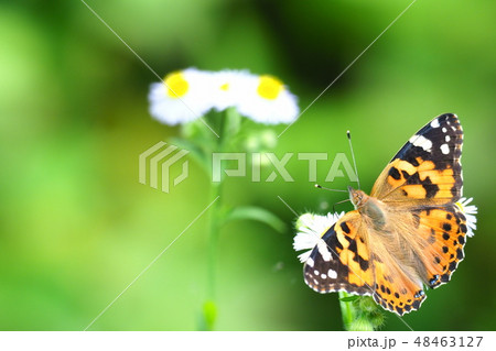 ヒメアカタテハとヒメジョオンの花 ヒメアカタテハとヒメジョオンの花 48463127