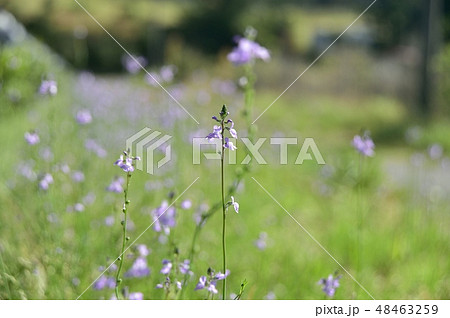 マツバウンランの群落 48463259