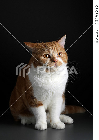 Funny Portrait of Happy Smiling Ginger Cat Gazing with opened Mouth and big eyes on Isolated Black Funny Portrait of Happy Smiling Ginger Cat Gazing with opened Mouth and big eyes on Isolated Black 48463535