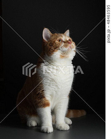red male cat, walking towards camera, isolated in black 48463595