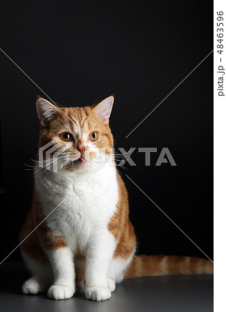 red male cat, walking towards camera, isolated in black 48463596