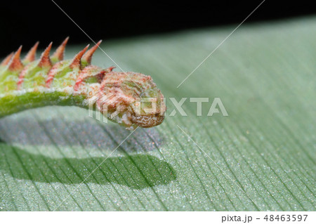 カギシロスジアオシャクの幼虫 48463597