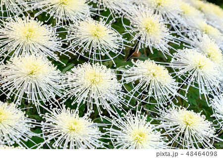 菊の花　大輪 48464098