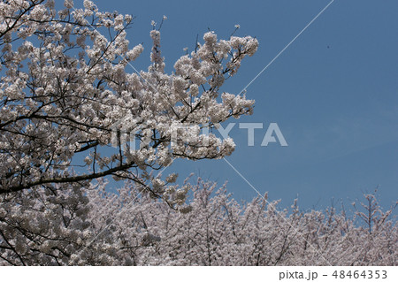 鳥取　四季の散歩　春　因幡千本桜 48464353