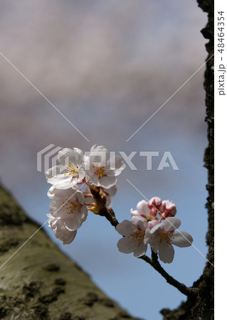 鳥取　四季の散歩　春　因幡千本桜 48464354