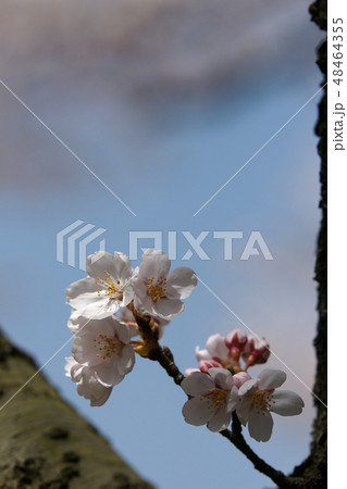 鳥取　四季の散歩　春　因幡千本桜 48464355