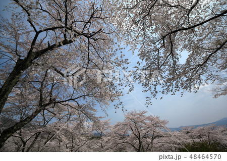 富士霊園の桜 48464570