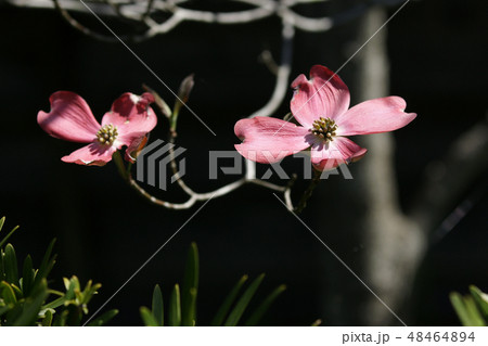 鳥取 四季の散歩 春 花 花見月の写真素材