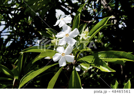 オキナワキョウチクトウの花 オキナワキョウチクトウの花 48465561