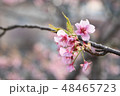 可憐に咲く桜 48465723