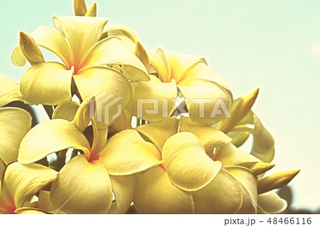 Beautiful blossom in closeup style for background 48466116