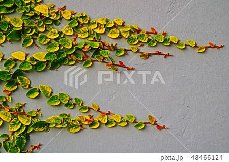 leaves on outdoor concrete wall for background 48466124