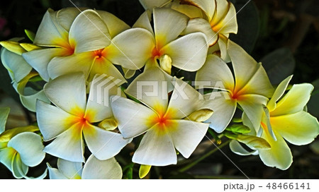 Beautiful blossom in closeup style for background 48466141