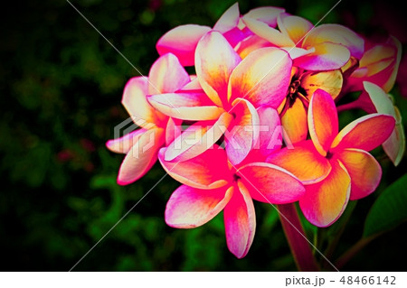 Beautiful blossom in closeup style for background Beautiful blossom in closeup style for background 48466142