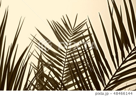 Silhouette palm leaves in monochrome style so cool Silhouette palm leaves in monochrome style so cool 48466144