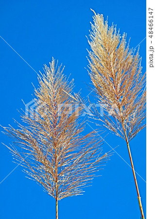 Beautiful blossom in closeup style for background Beautiful blossom in closeup style for background 48466147