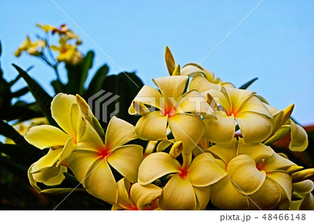 Beautiful blossom in closeup style for background 48466148