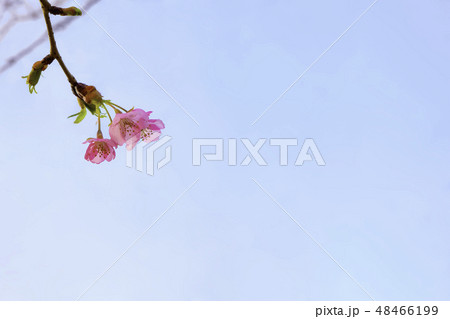 青空に映える 鮮やかなピンク色の河津桜の写真素材