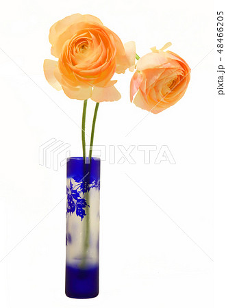 華麗なラナンキュラス 48466205