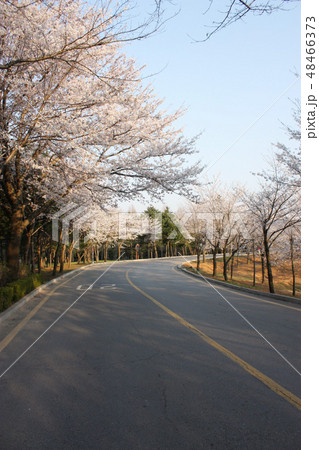 春 桜 花 48466373