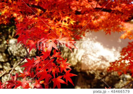 京都の紅葉 京都の紅葉 48466579