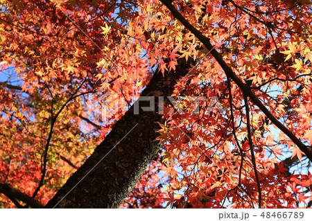 談山神社の紅葉 48466789