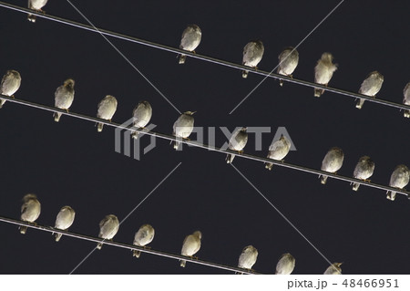 市街地をネグラにするムクドリの大群 市街地をネグラにするムクドリの大群 48466951