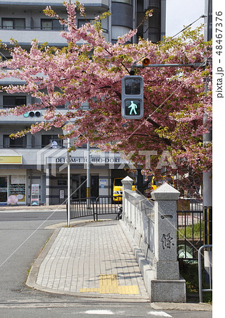 春の京都・一条戻橋にて 春の京都・一条戻橋にて 48467376