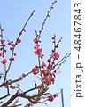 梅の花 48467843