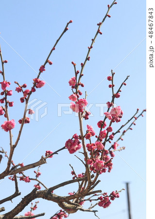 梅の花 梅の花 48467843