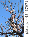 梅の花 48467971
