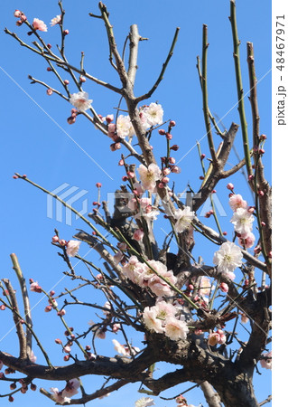 梅の花 48467971