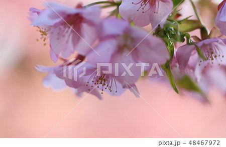 河津桜 48467972