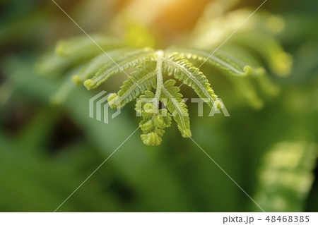 Macro of fern leaves with sunlight in the morning. 48468385