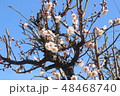 梅の花 48468740