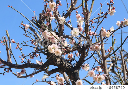 梅の花 梅の花 48468740