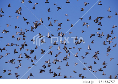 青空の中を飛翔する鳩の群れ 48468757