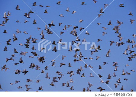青空の中を飛翔する鳩の群れ 青空の中を飛翔する鳩の群れ 48468758