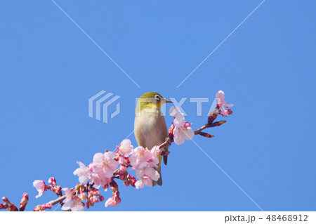 メジロと河津桜 メジロと河津桜 48468912