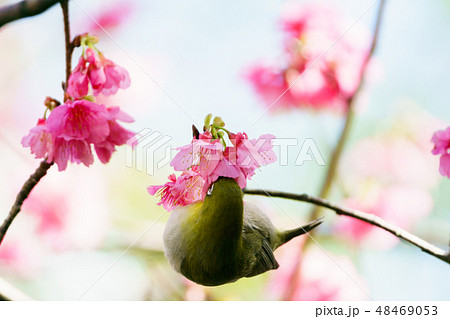 小笠原　ヒカンザクラの枝に止まるオガサワラメジロ 48469053