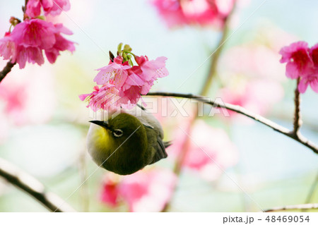 小笠原　ヒカンザクラの枝に止まるオガサワラメジロ 48469054