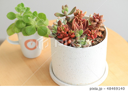 多肉植物 48469140